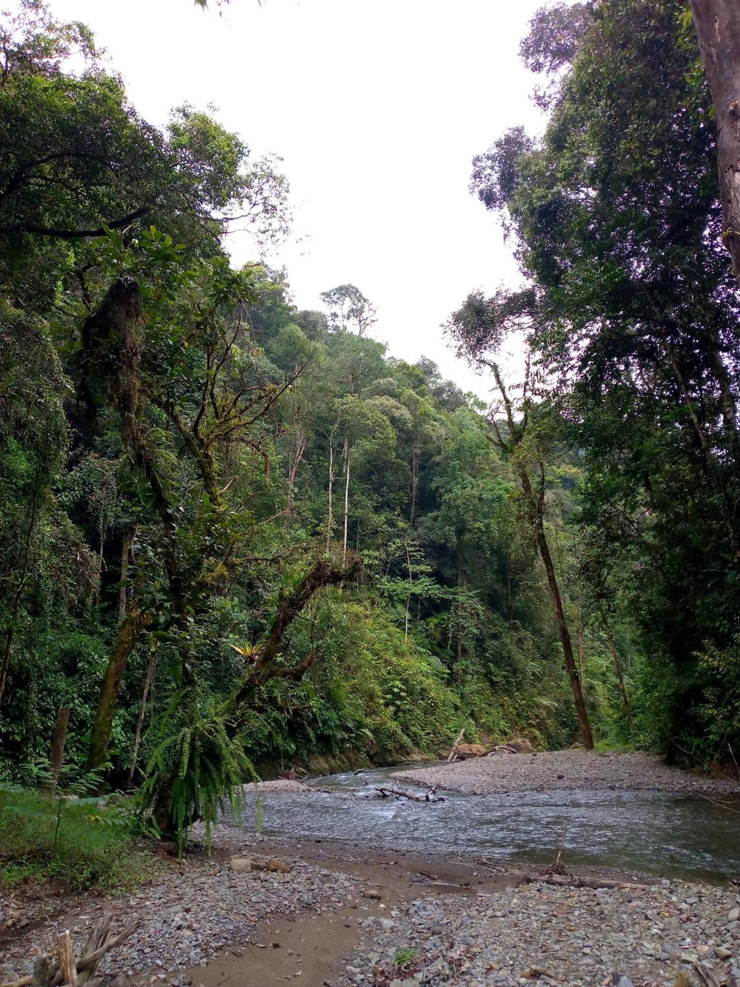 Asim Paris Guesthouse & Jungle Trekking Bukit Lawang Dış mekan fotoğraf