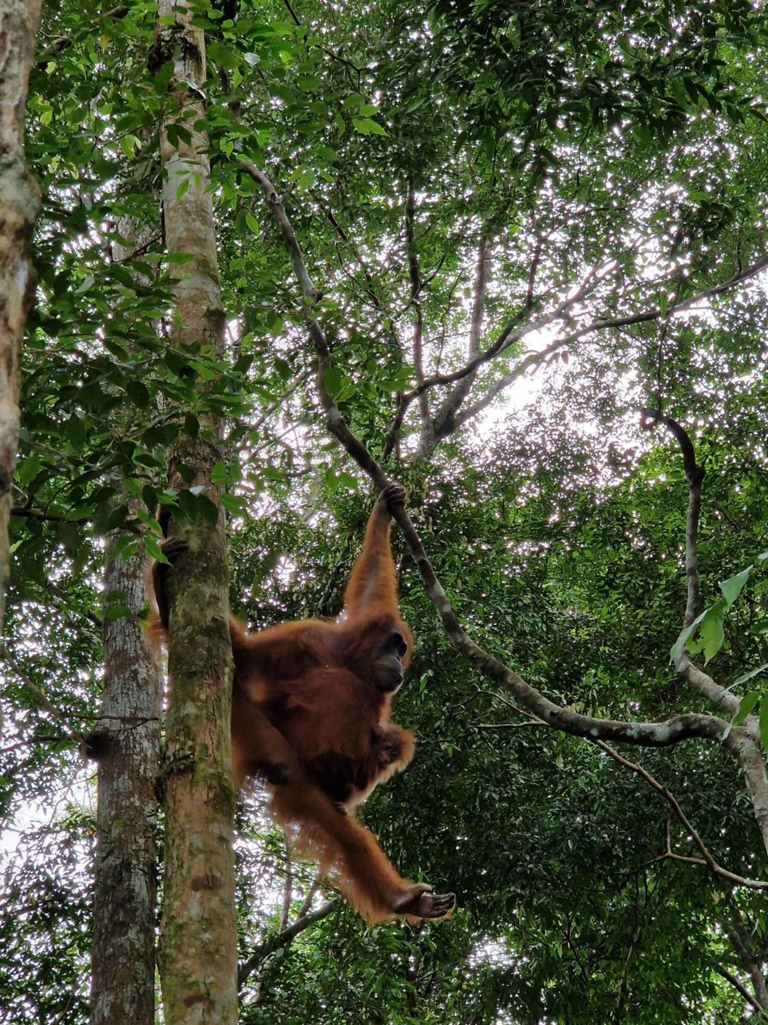 Asim Paris Guesthouse & Jungle Trekking Bukit Lawang Dış mekan fotoğraf