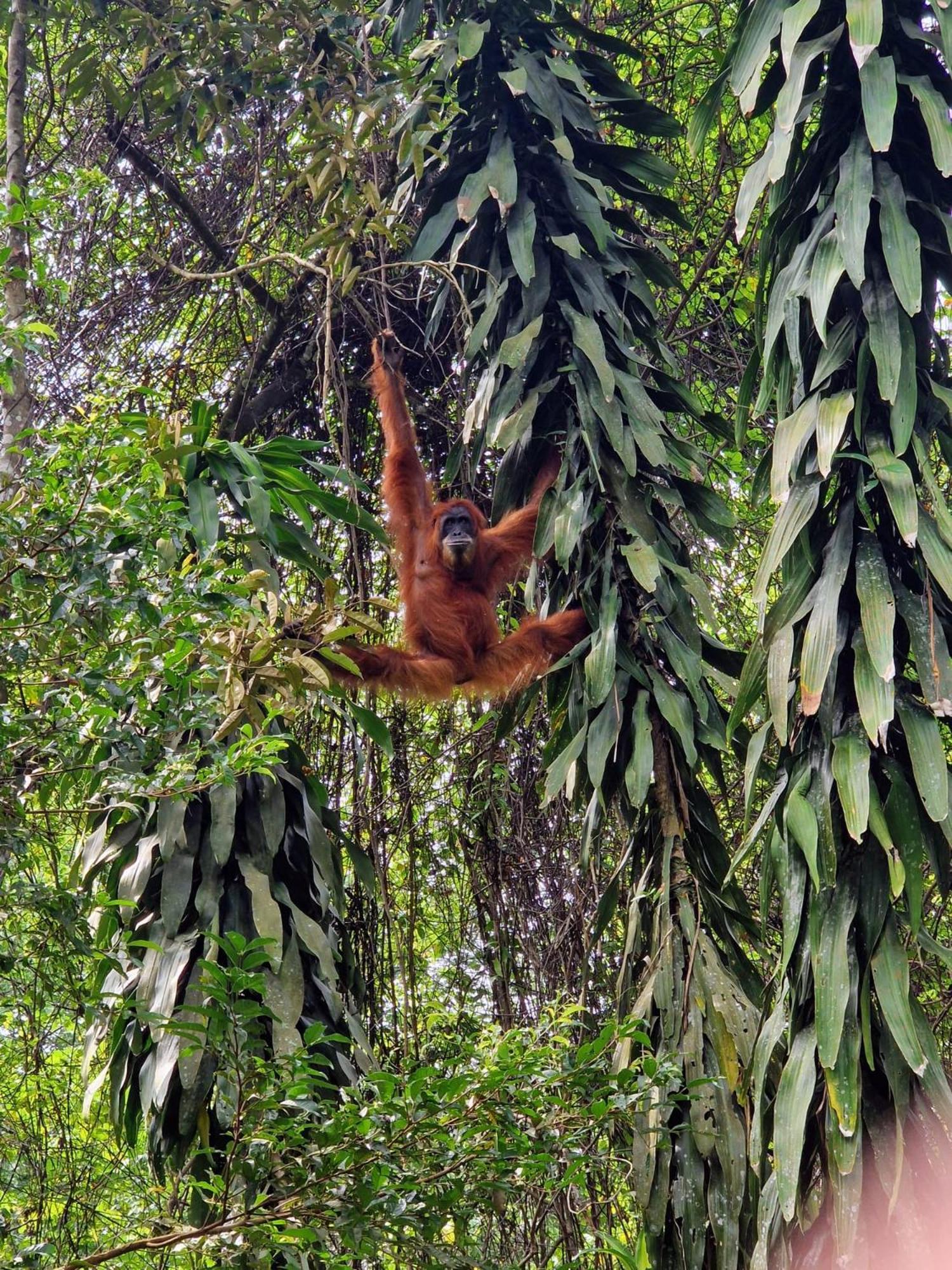 Asim Paris Guesthouse & Jungle Trekking Bukit Lawang Dış mekan fotoğraf